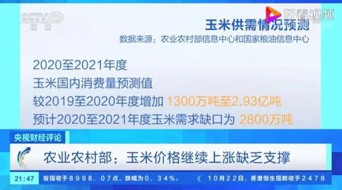 央視調查 玉米價格高漲掀波瀾，市場變化多端，未來走勢如何？